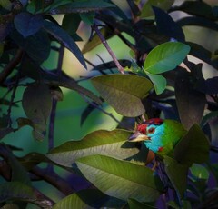 Psilopogon asiaticus