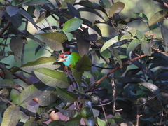 Psilopogon asiaticus