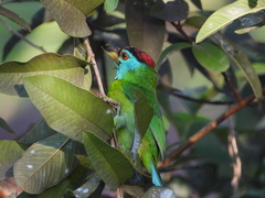 Psilopogon asiaticus