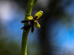 Ophrys insectifera