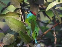 Psilopogon asiaticus
