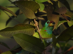 Psilopogon asiaticus