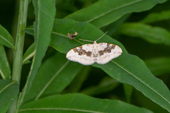 Xanthorhoe montanata