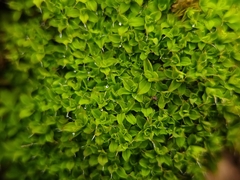 Syntrichia virescens