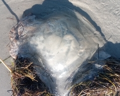 Rhopilema verrilli