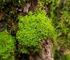 Syntrichia virescens