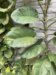 Epipremnum aureum