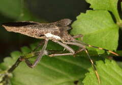 Elasmopoda elata
