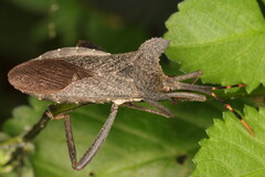 Elasmopoda elata