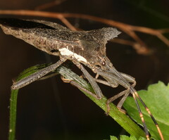 Elasmopoda elata