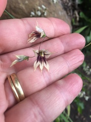 Melasphaerula graminea