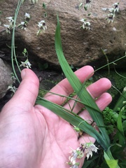 Melasphaerula graminea