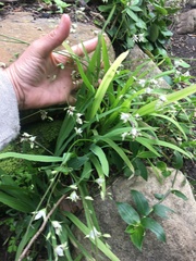 Melasphaerula graminea