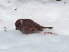 Passer montanus