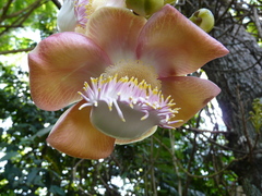 Couroupita guianensis