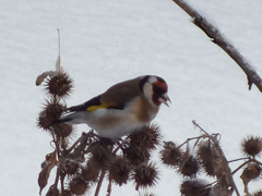 Carduelis carduelis