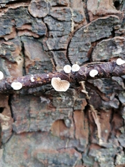Panellus mitis