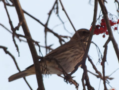Turdus pilaris