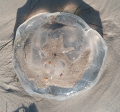 Rhopilema verrilli