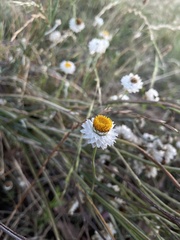 Leucochrysum albicans