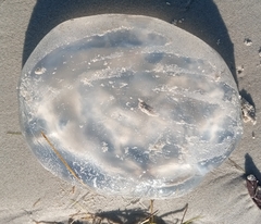 Rhopilema verrilli
