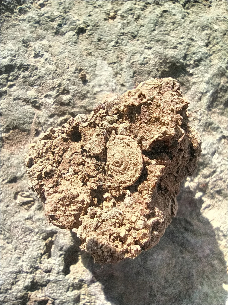 Monilearia arguineguinensis
