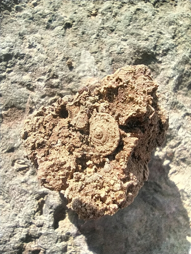Monilearia arguineguinensis