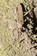 Oemona hirta
