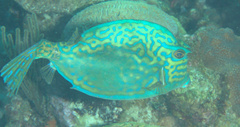 Acanthostracion quadricornis