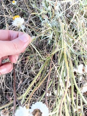 Leucochrysum albicans