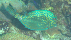 Acanthostracion quadricornis