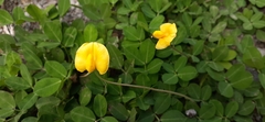 Arachis pintoi