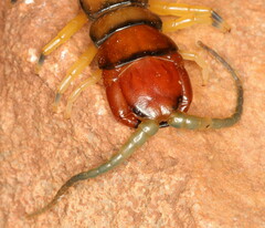 Scolopendrinae