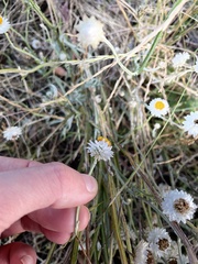 Leucochrysum albicans
