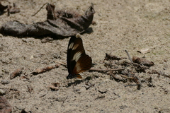 Graphium
