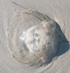 Rhopilema verrilli