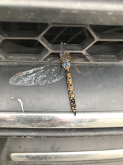 Rhionaeschna diffinis