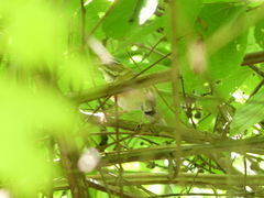 Cercotrichas quadrivirgata