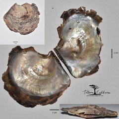 Isognomon