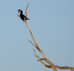 Anthracoceros coronatus