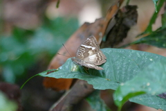 Euriphene