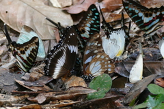 Graphium leonidas