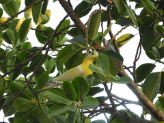 Treron phoenicopterus