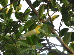 Treron phoenicopterus