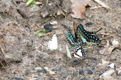 Graphium angolanus