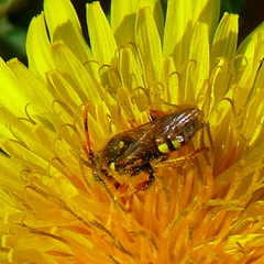 Nomada fucata