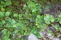 Solorina saccata