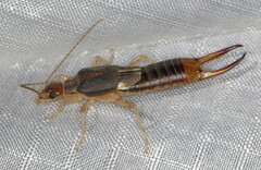 Labidura riparia