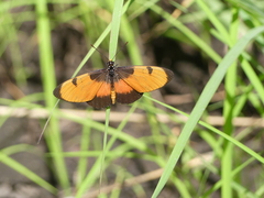 Acraea anemosa