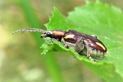 Mecynodera
